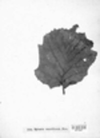 Mycosphaerella maculiformis image